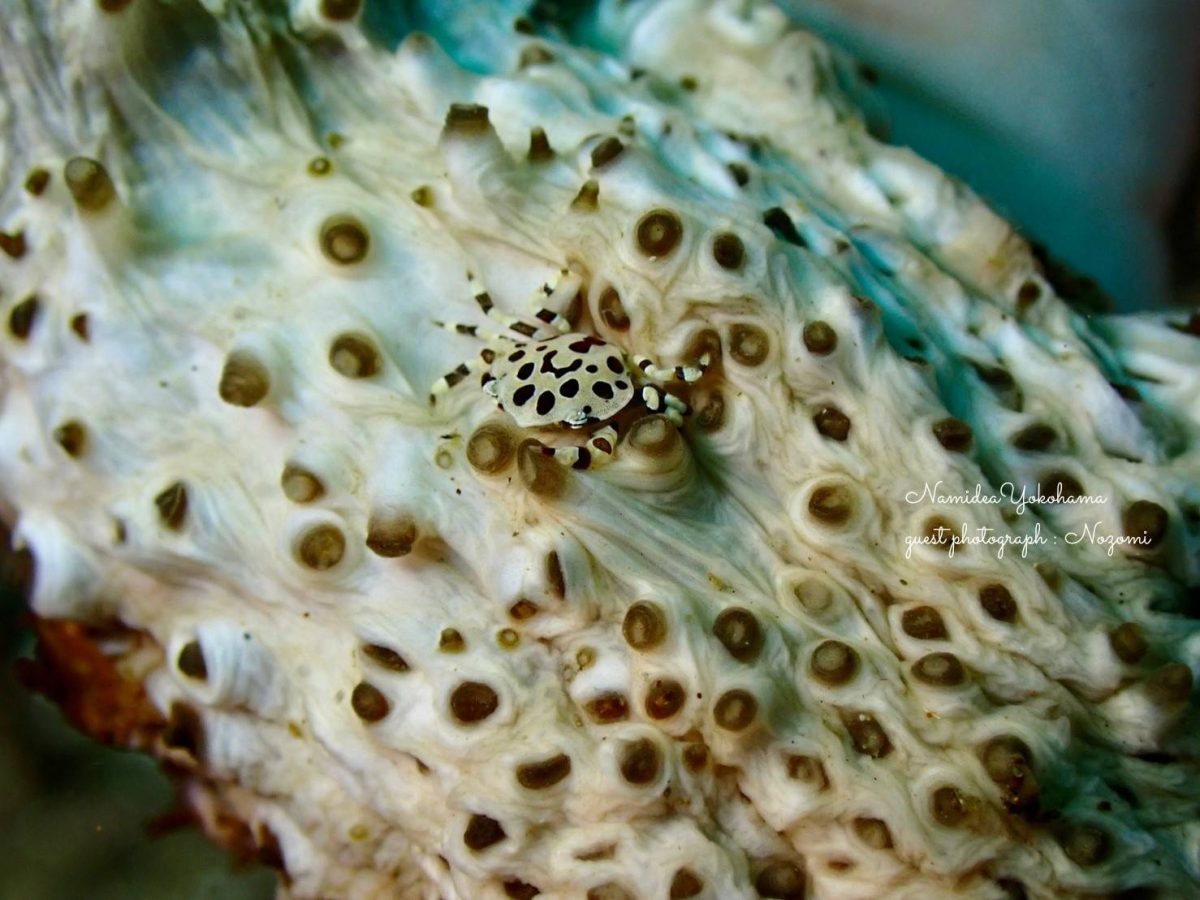 トラフナマコとナマコマルガザミ