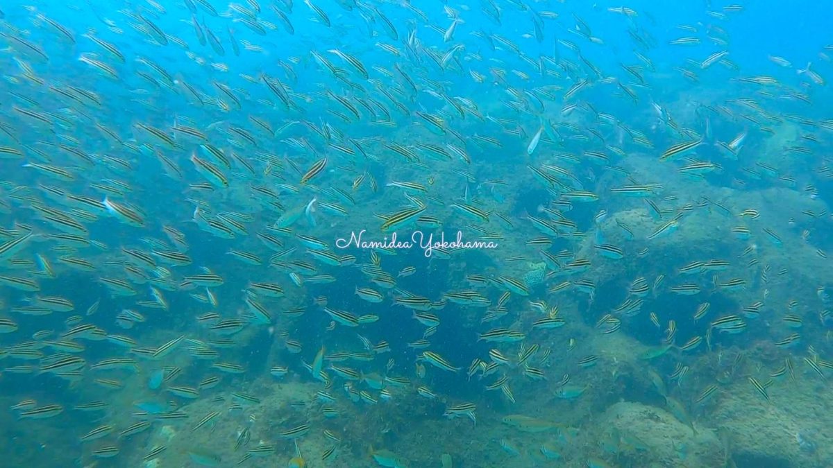 水深２m！イサキの群れ！