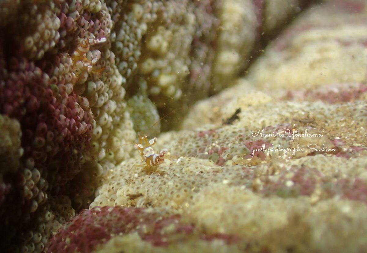 イソギンチャクモエビ