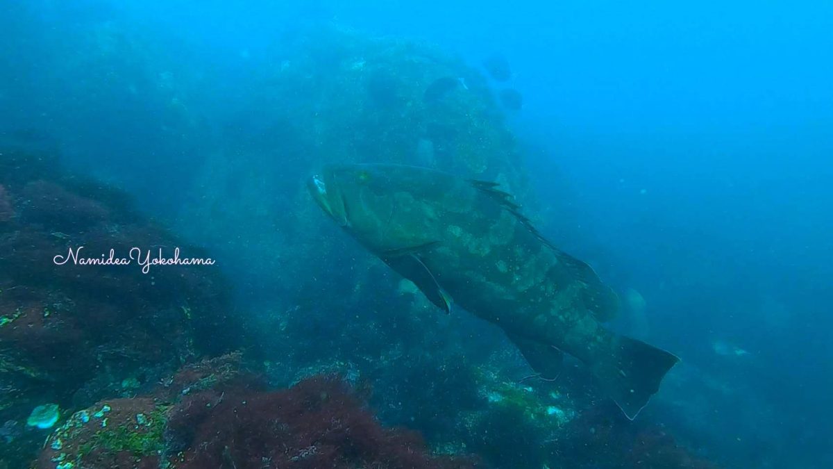 伊豆海洋公園　クエ