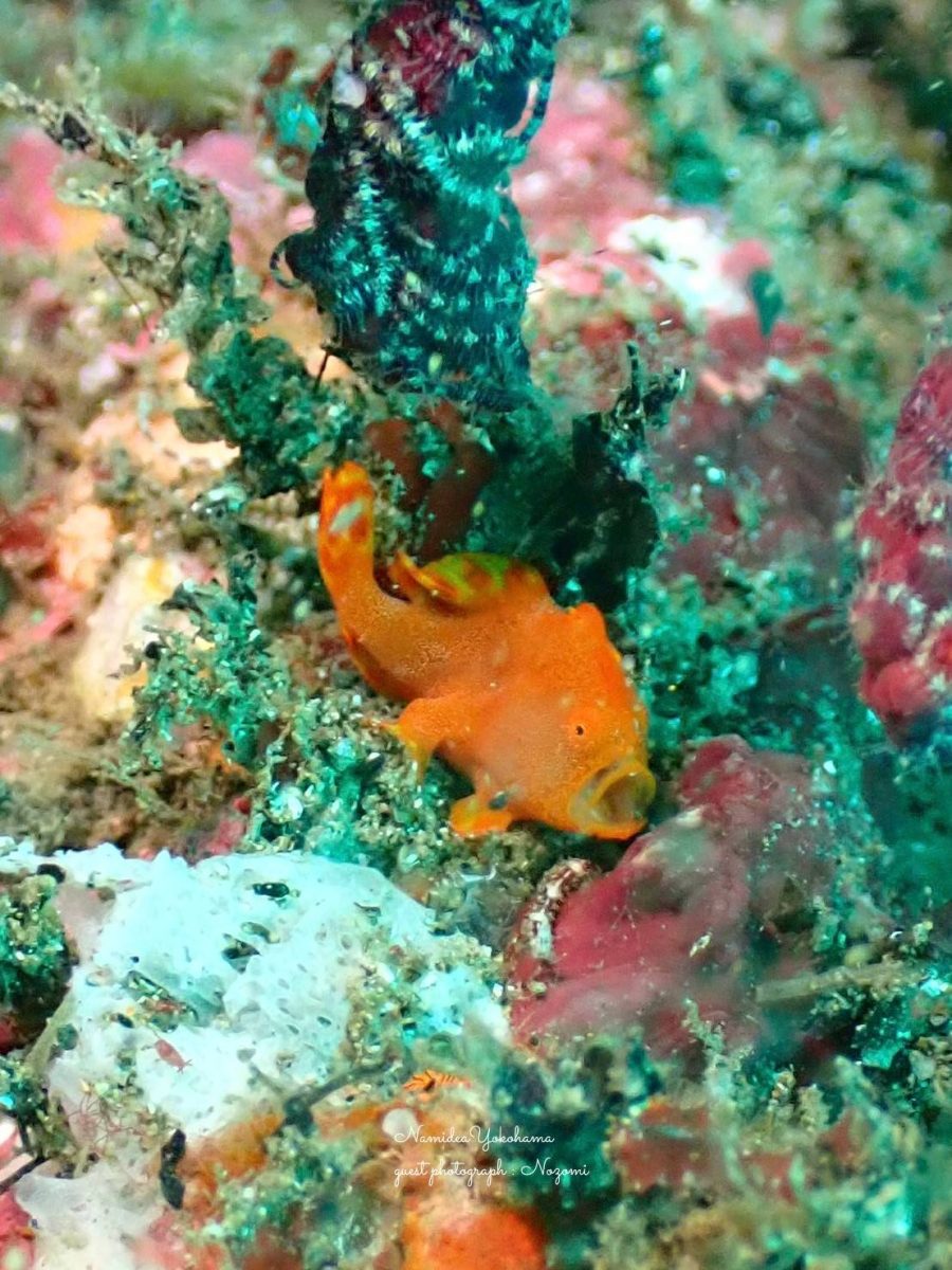 あくび中のイロカエルアンコウ