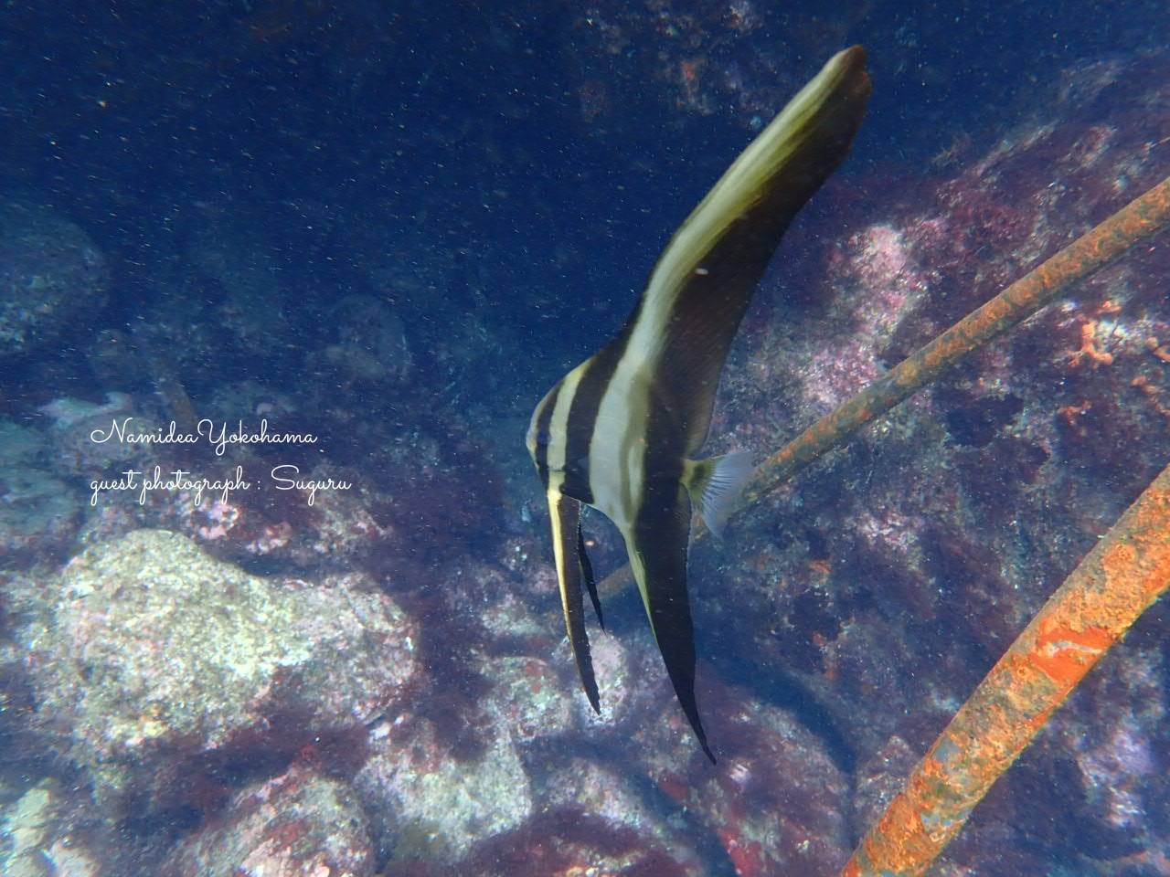 ミカズキツバメウオ