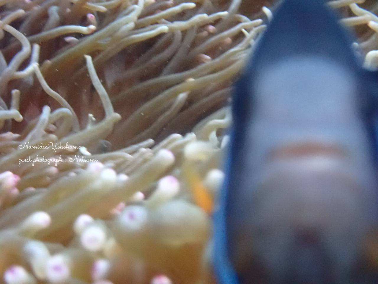 アドバンス講習フォト：クマノミ