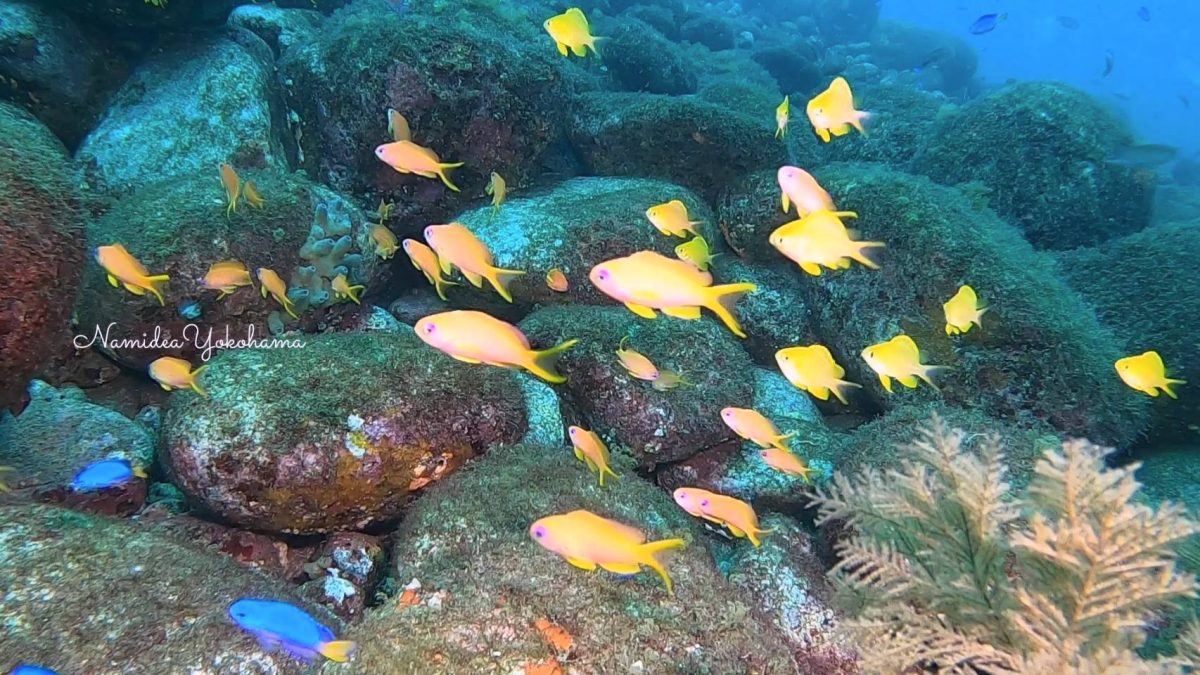 大瀬崎・先端　キンギョハナダイ