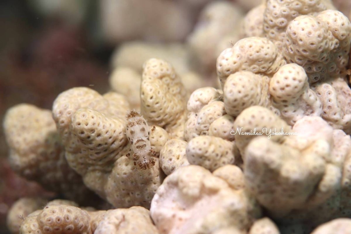 大瀬崎：ウズラカクレモエビ