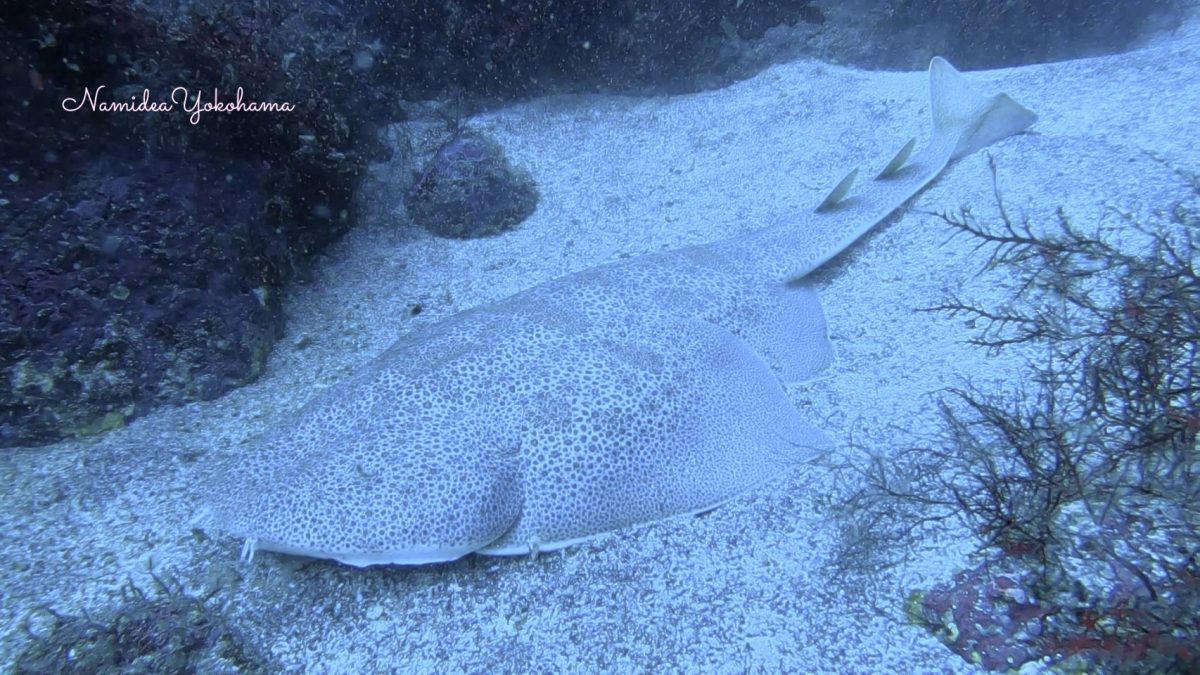 伊豆海洋公園 カスザメ