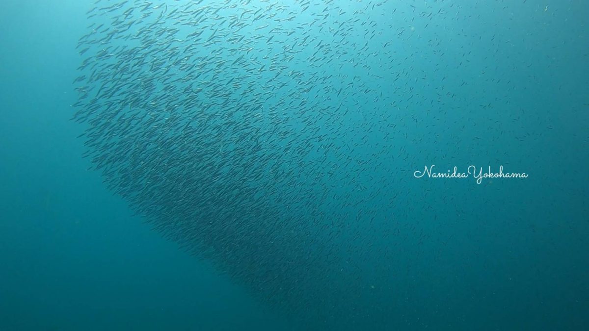 平沢・キビナゴの群れ