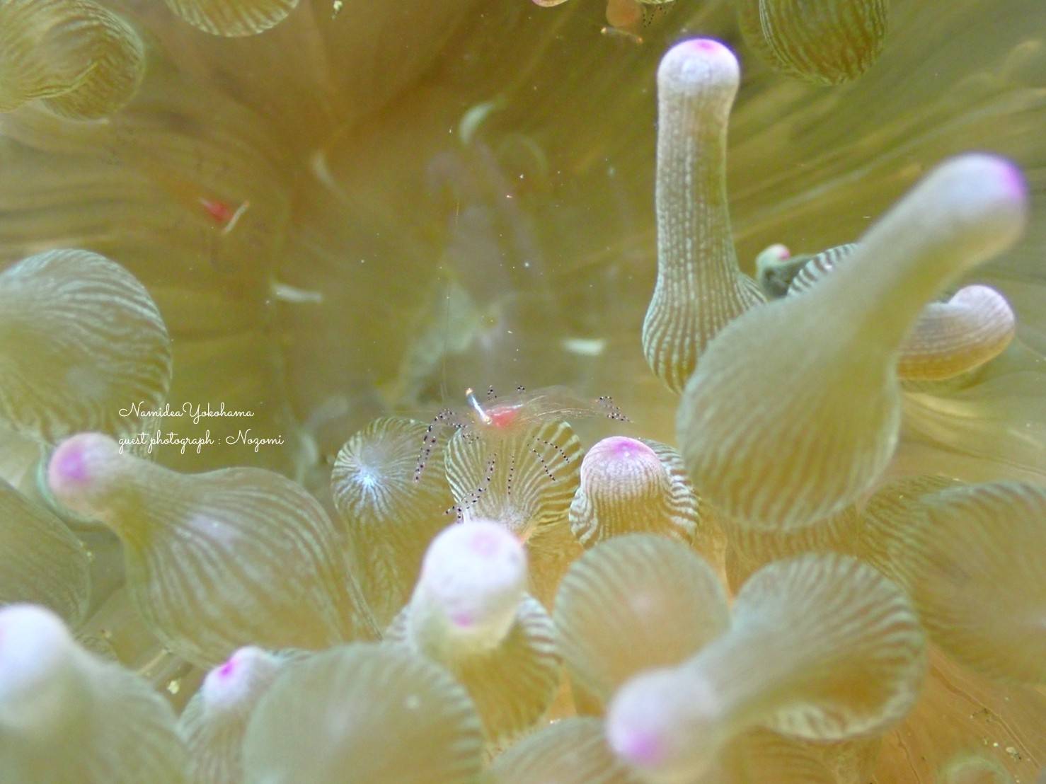 サンゴイソギンチャクとカザリイソギンチャクエビ