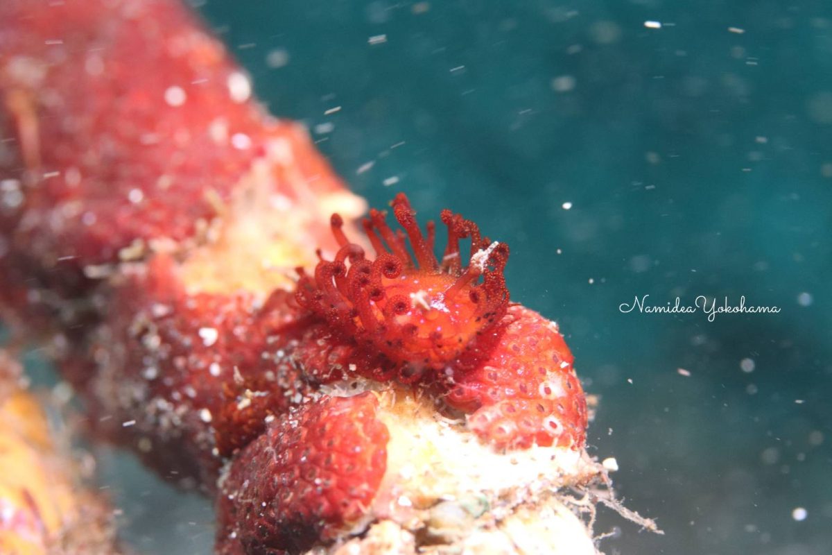 大瀬崎：ショウジョウウミウシ