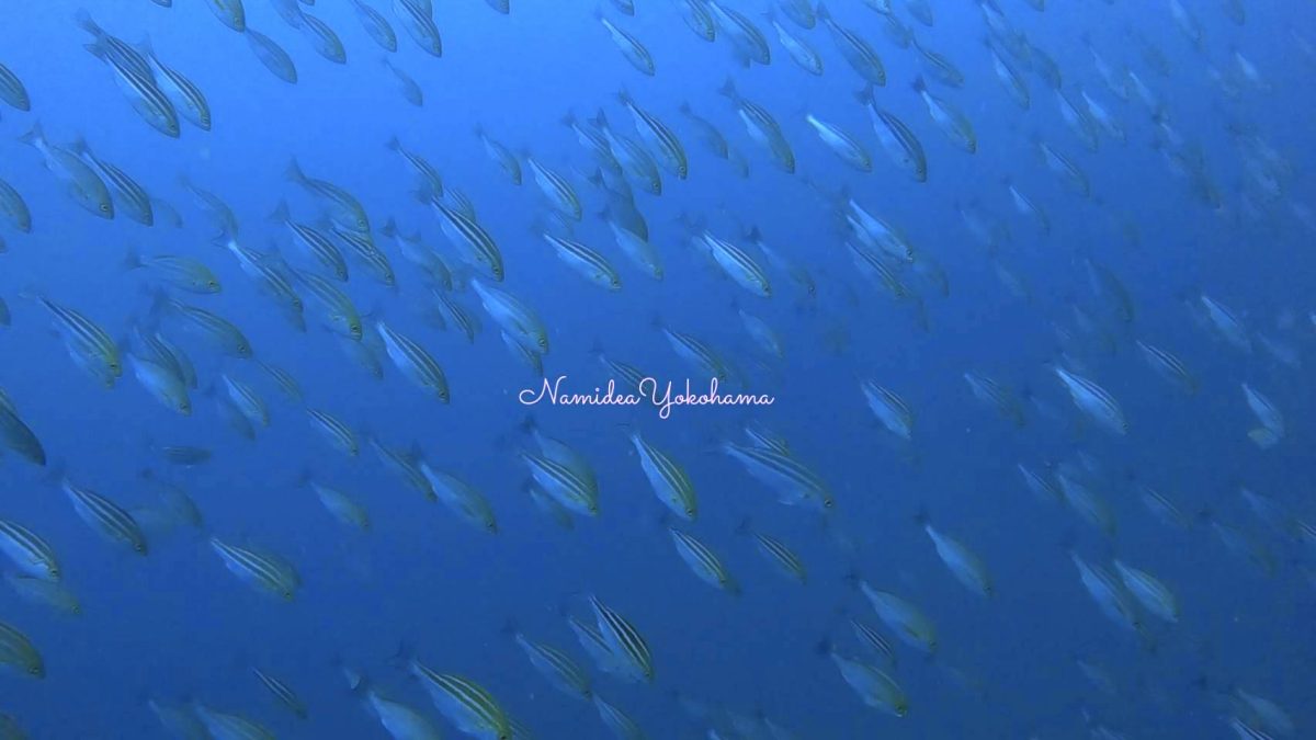 西伊豆・井田 イサキの群れ