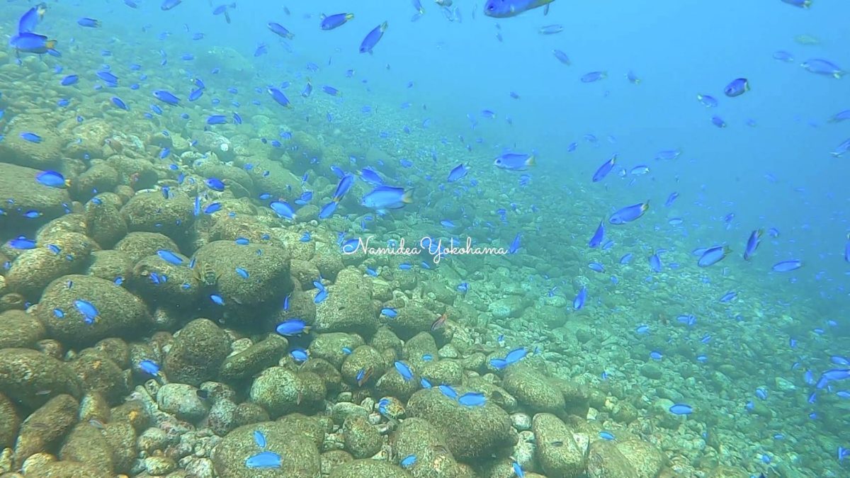 大瀬崎・先端　ソラスズメダイ