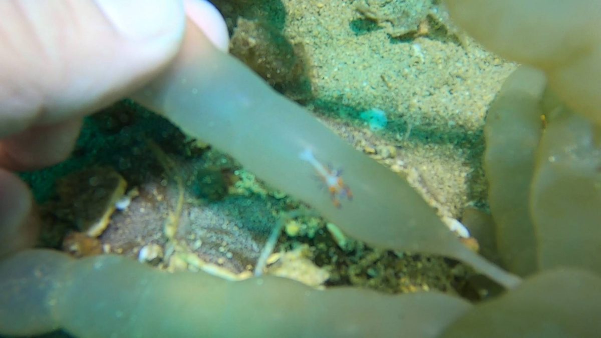 発見!ウミウシカクレエビ