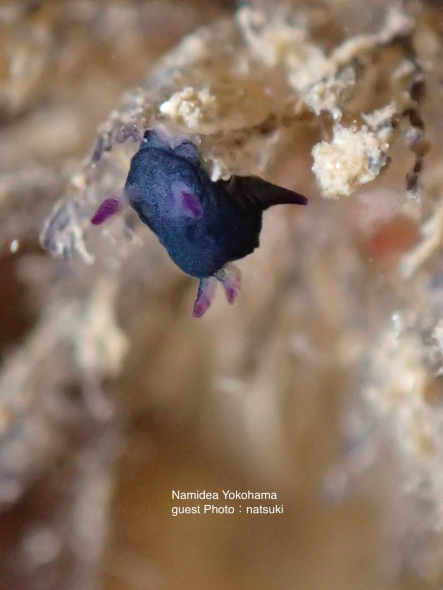 コミドリリュウグウウミウシ