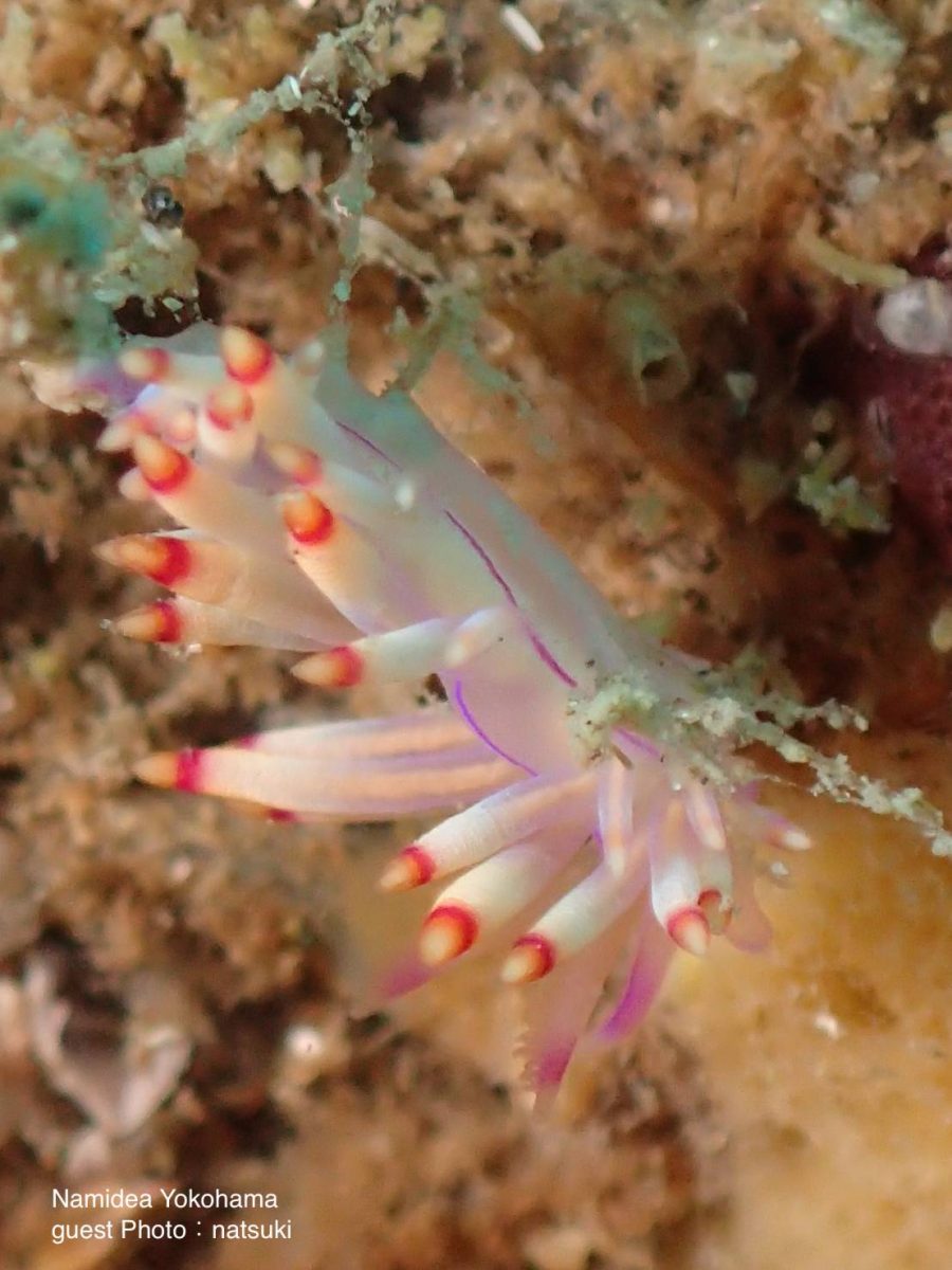 セスジミノウミウシ