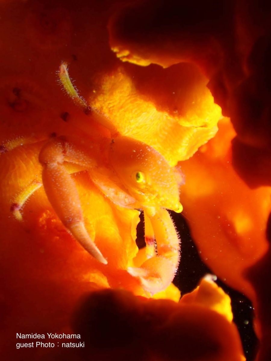 キサンゴとサンゴガニ