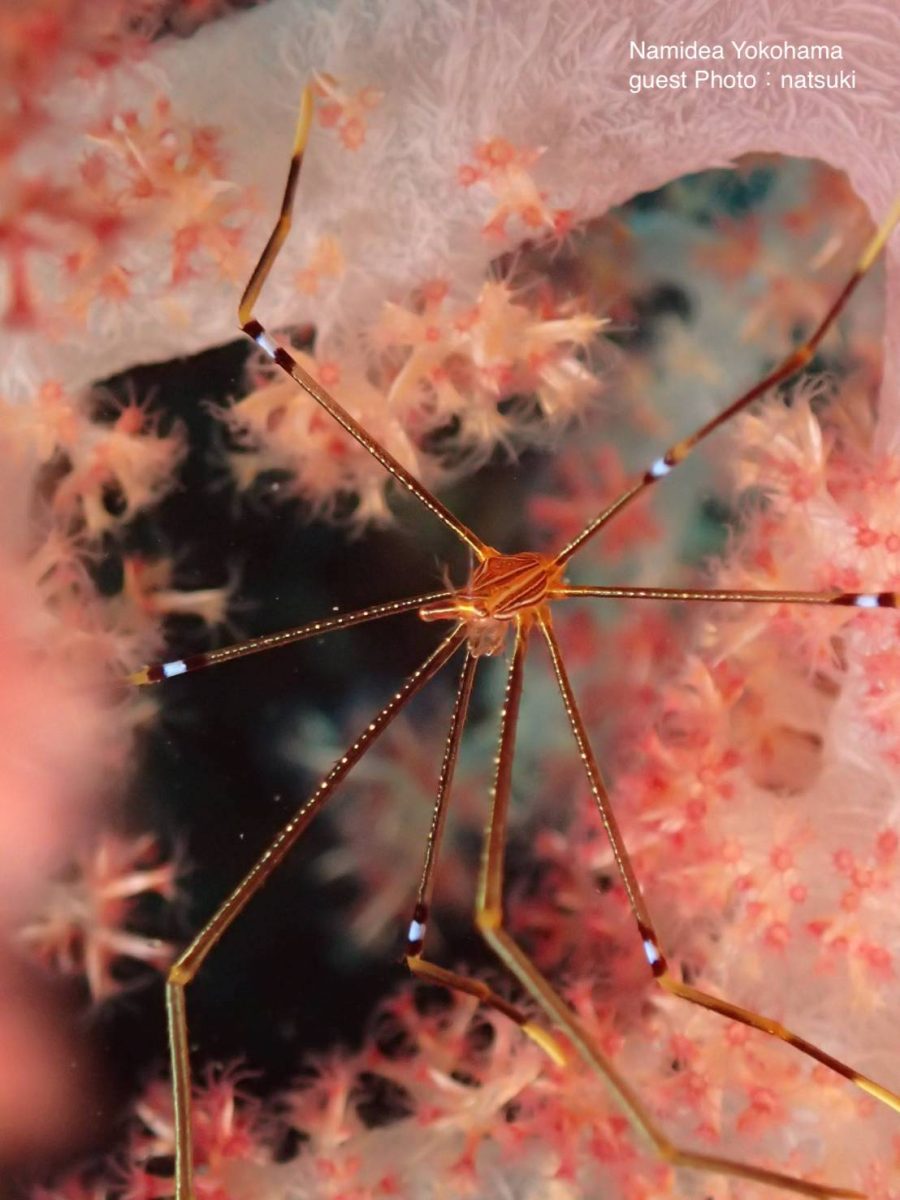 オルトマンワラエビ