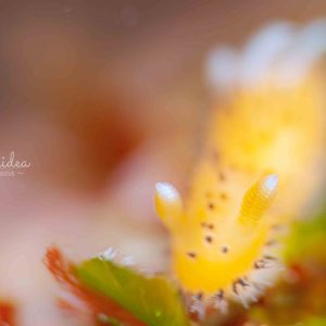 Namidea 文化の日！