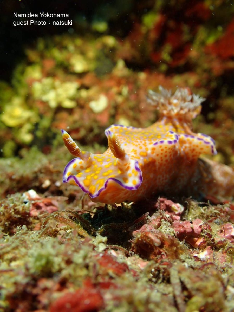 ニシキウミウシ?テヌウニシキウミウシ