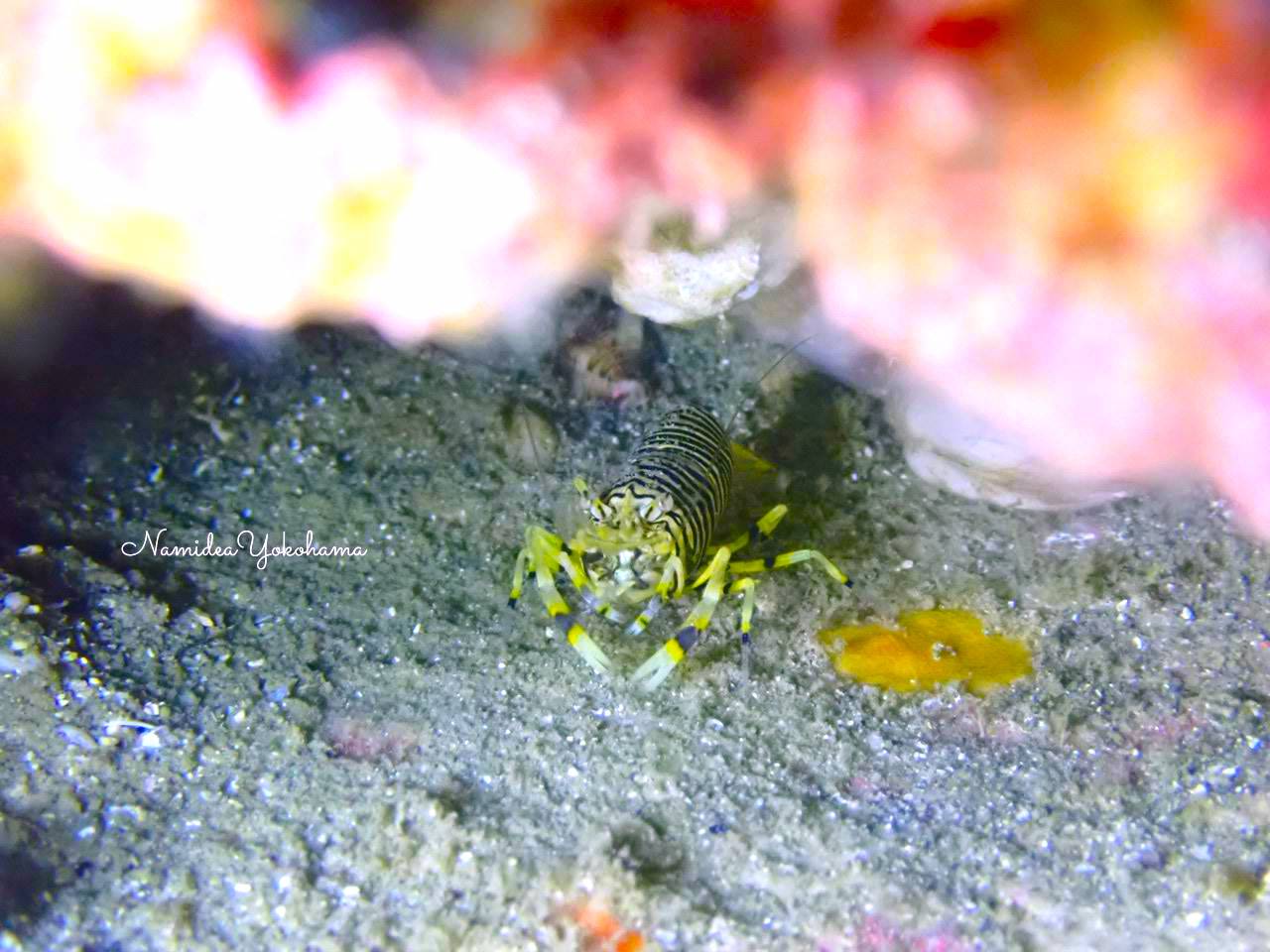 ヨコシマエビ