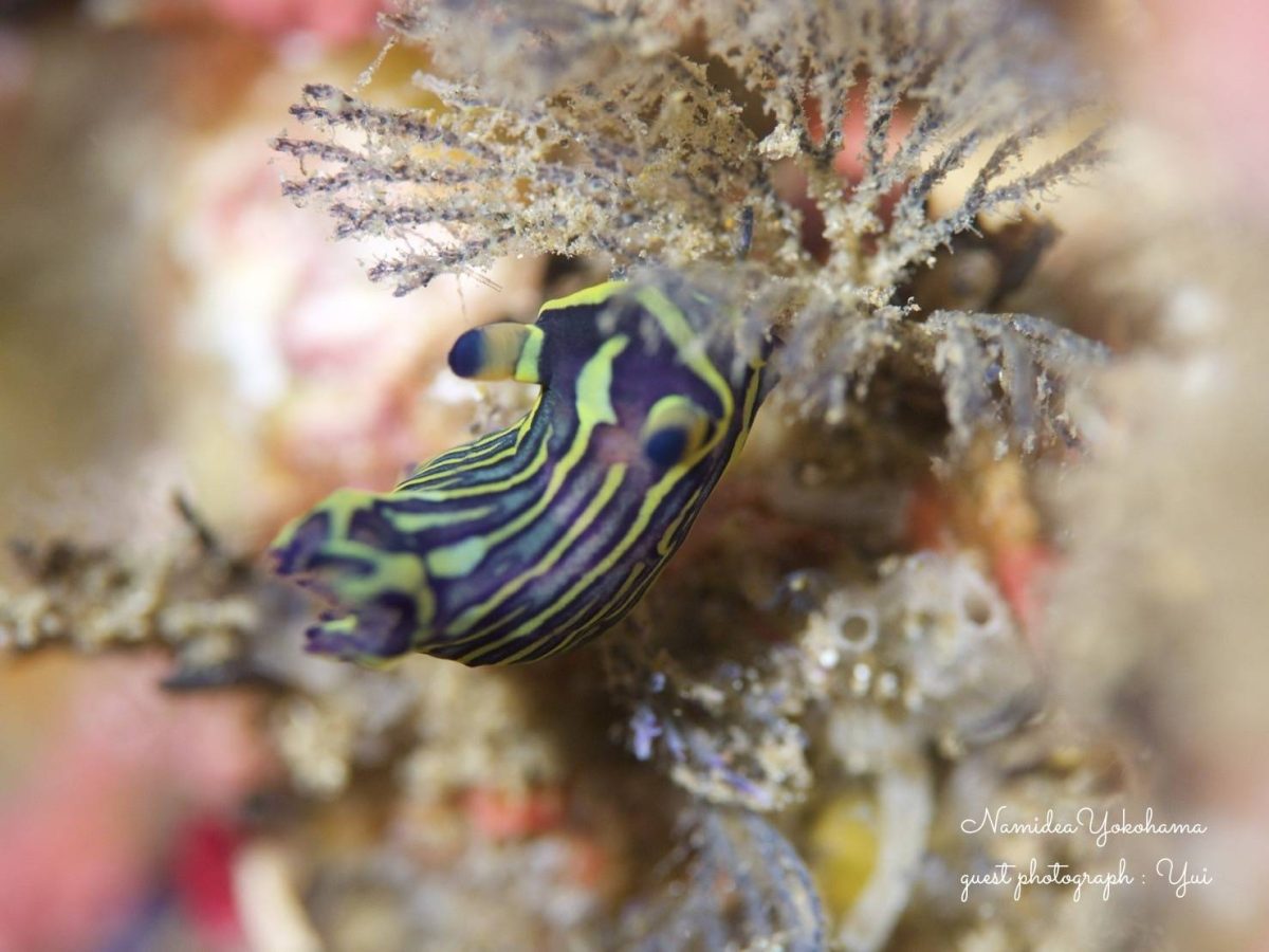 北川・リュウグウ系ウミウシ