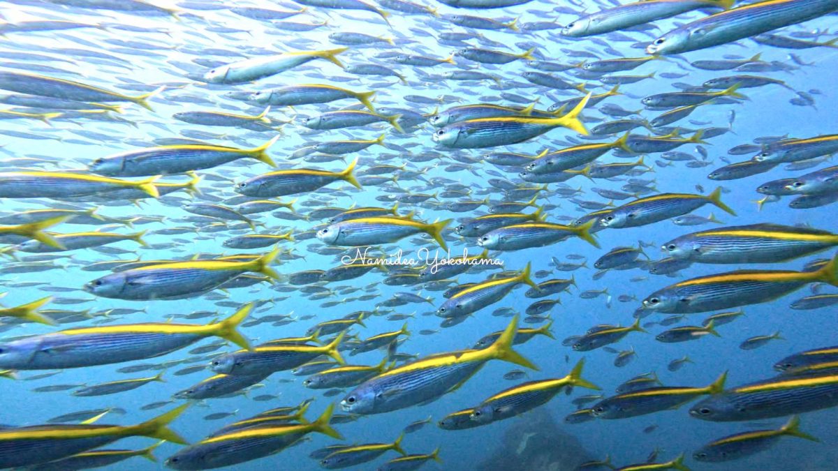 タカベの壁　伊東ボート