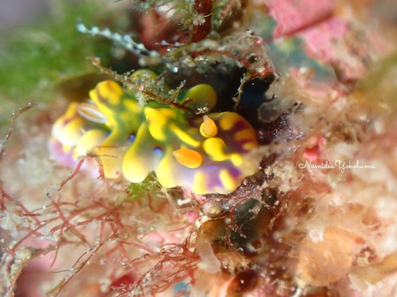 ミアミラウミウシ 