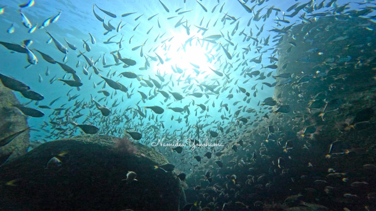 冬のテトラポッド