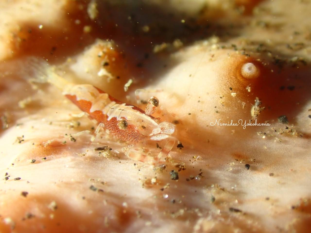 大瀬崎 ペリクリメネス ダルダニコラ