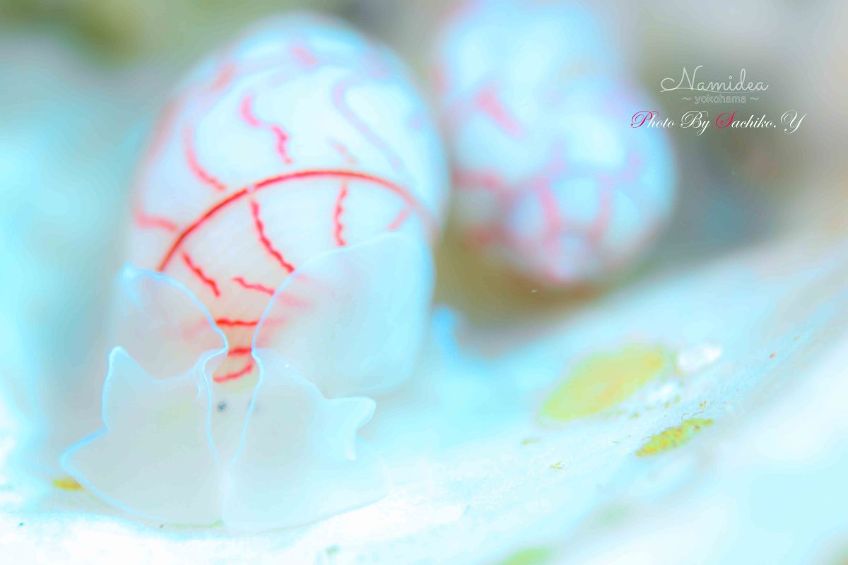 お客さまのカメラ日記