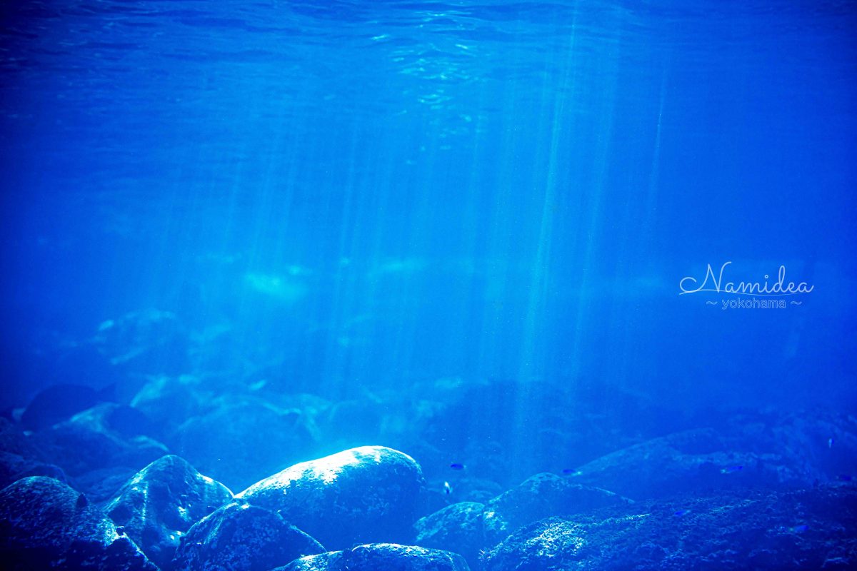 けいたちゃんのカメラ日記