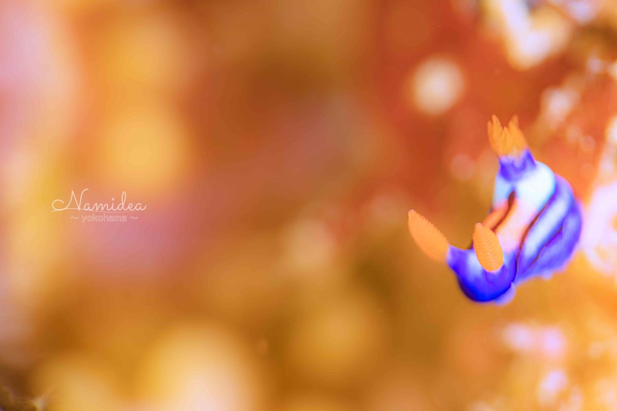 Namidea けいたちゃんのカメラ日記〜北川編〜