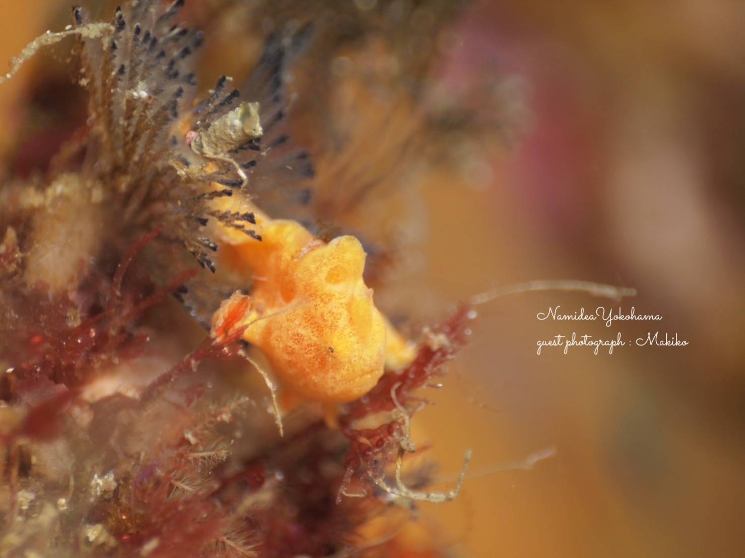 初島 イロカエルアンコウ