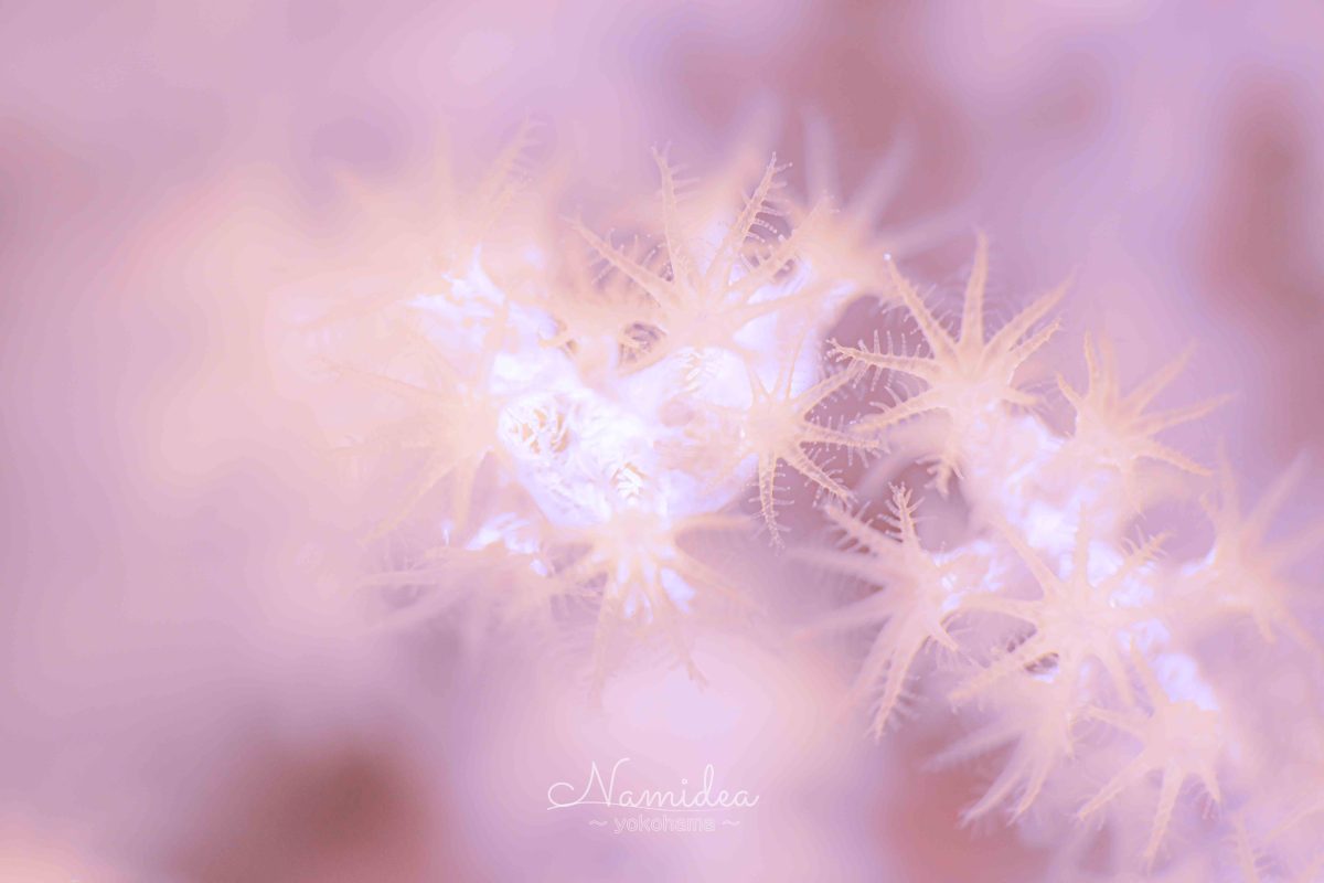 Namidea けいたちゃんのカメラ日記〜北川編〜