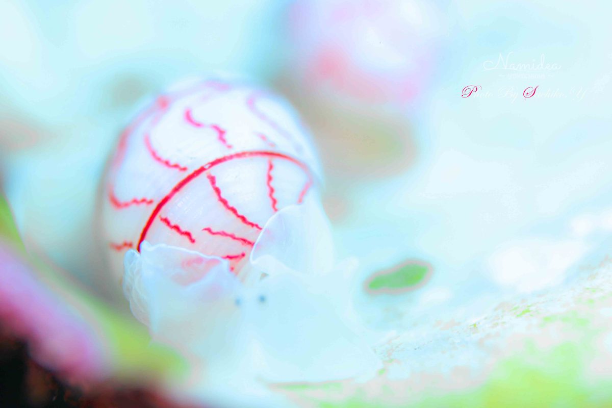 お客さまのカメラ日記