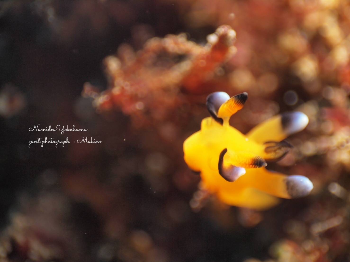 初島 ウデフリツノザヤウミウシ ピカチュウ