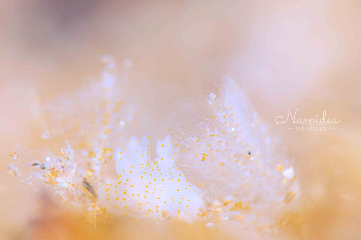 Namidea けいたちゃんのカメラ日記〜北川編〜