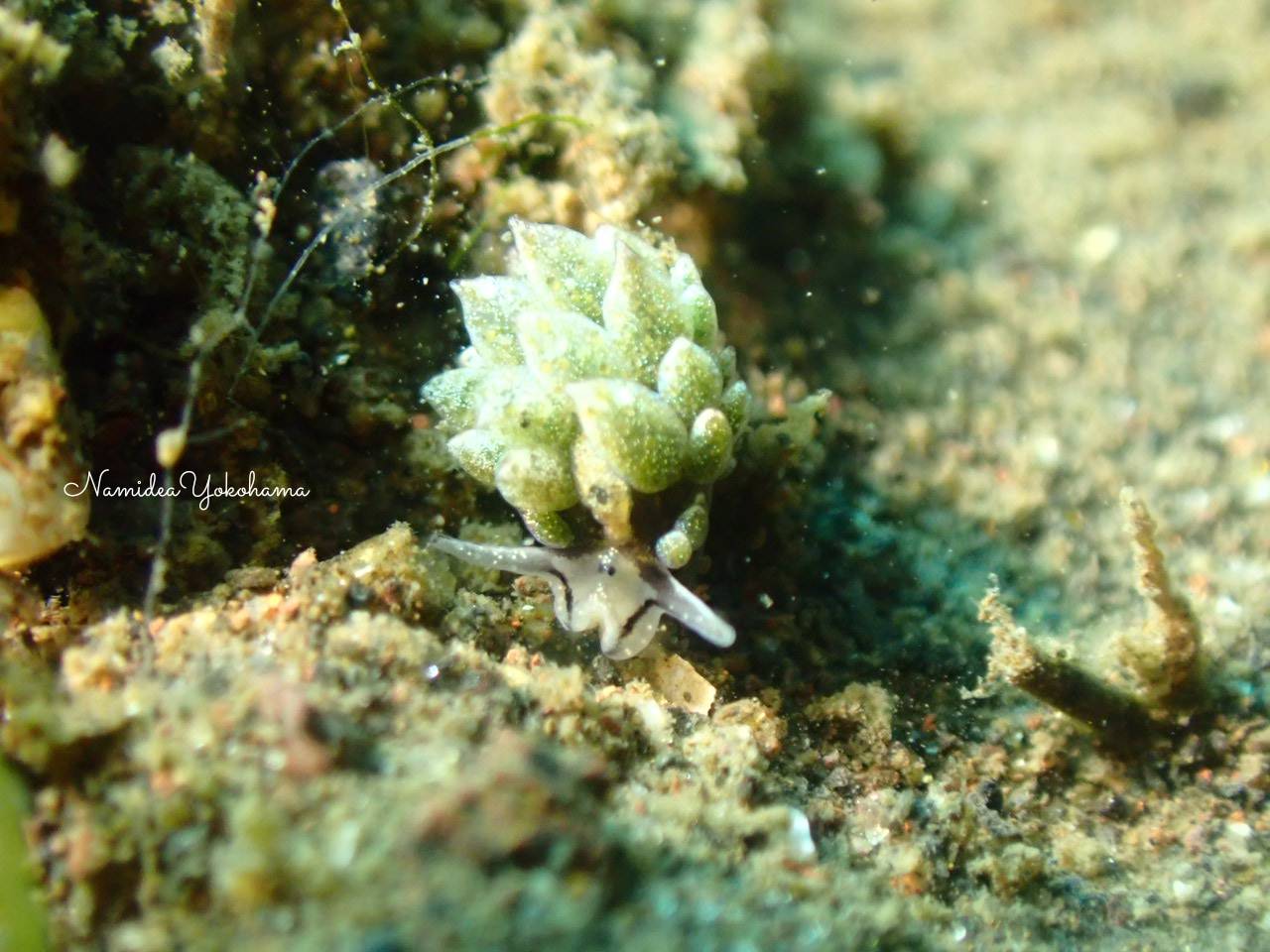 オオアリモウミウシ