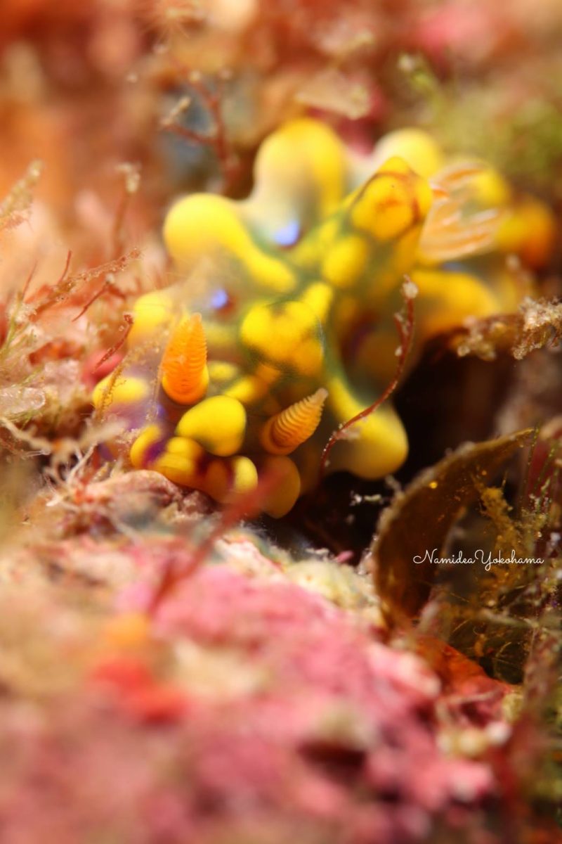 ミアミラウミウシ