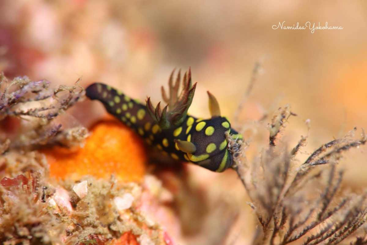 サガミリュウグウウミウシ