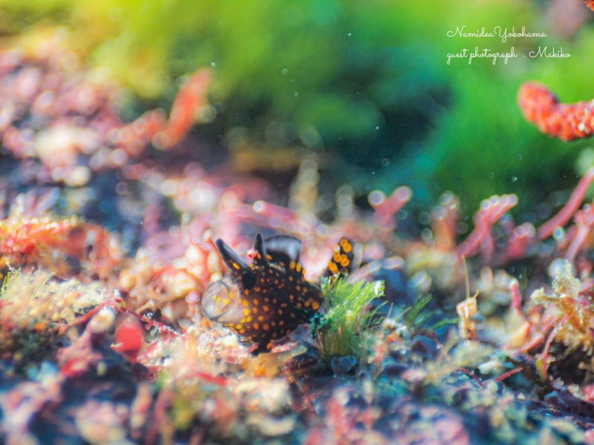 初島 黒くマドリカエルアンコウ