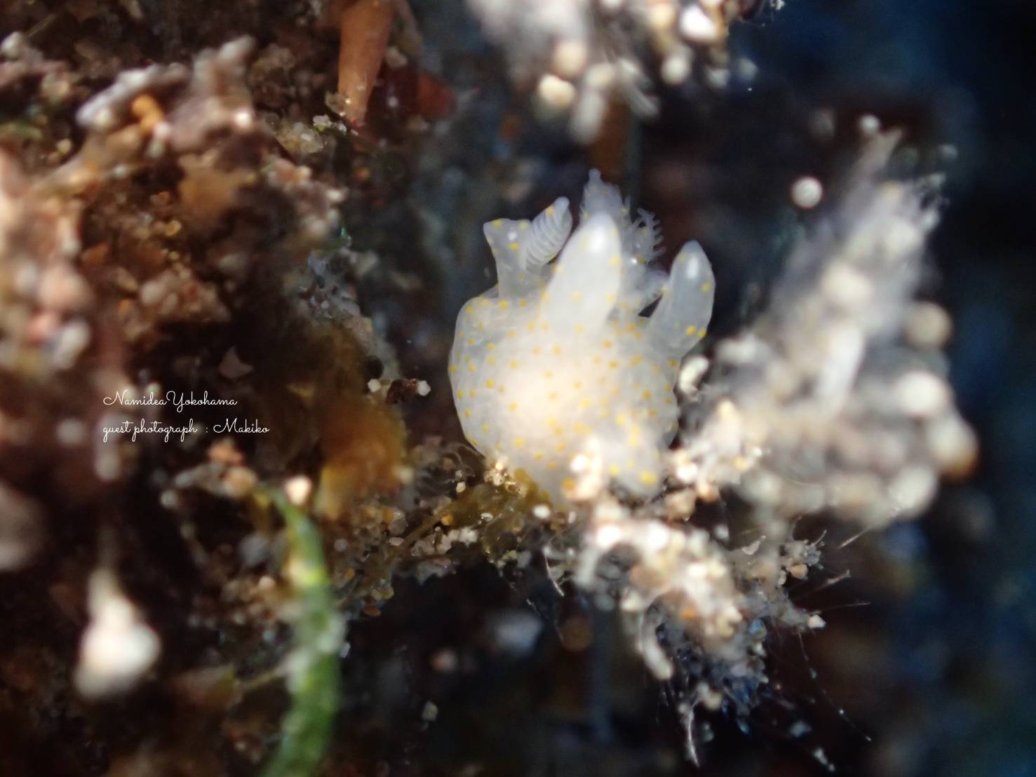 オセミズタマウミウシ