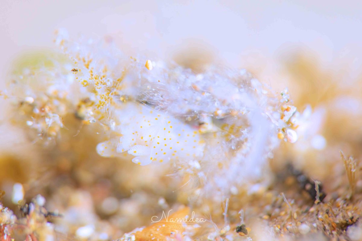 Namidea けいたちゃんのカメラ日記〜北川編〜