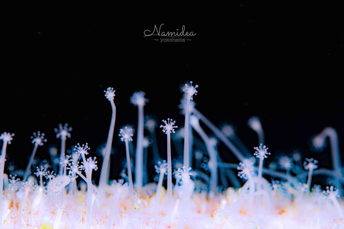 Namidea けいたちゃんのカメラ日記〜北川編〜