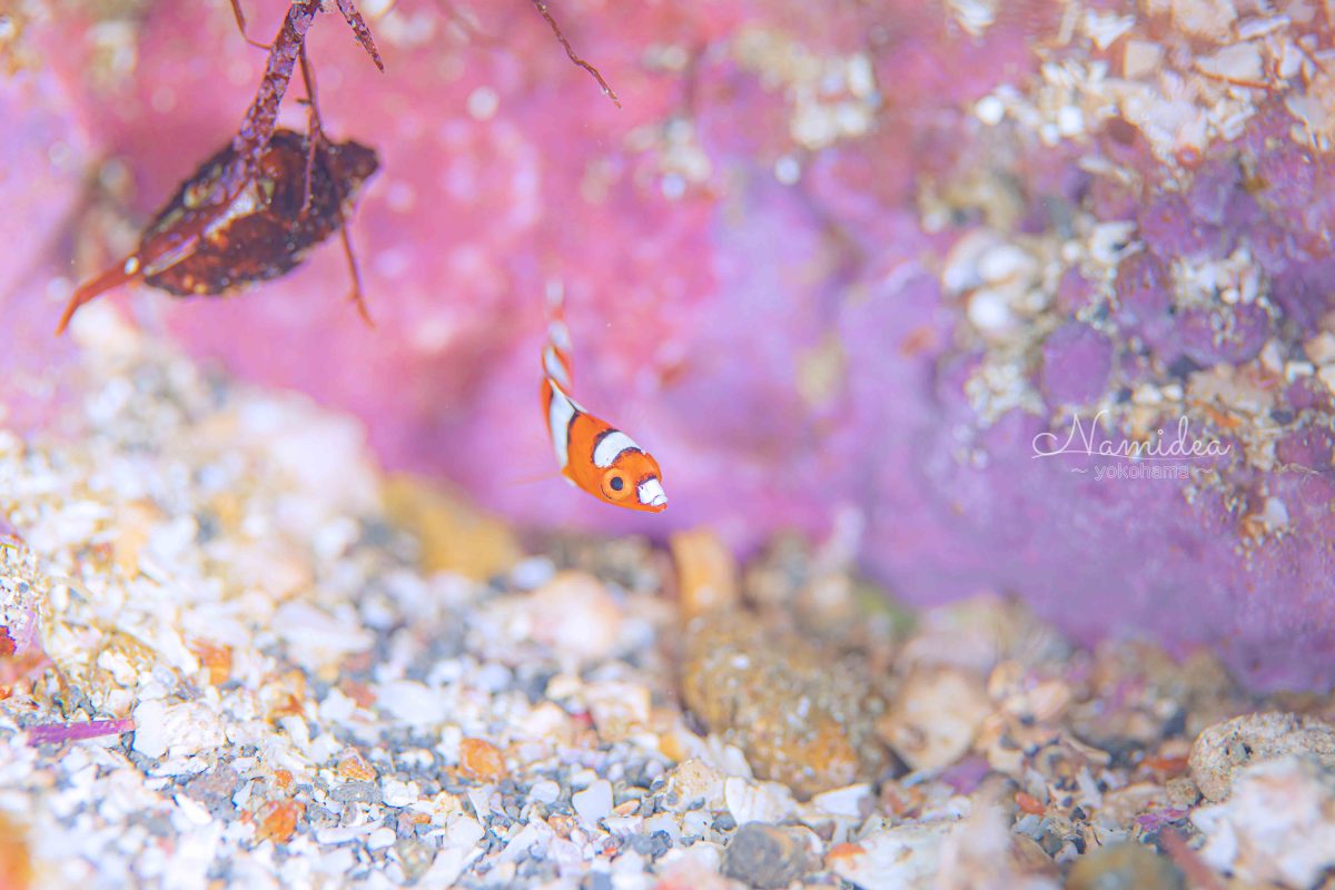 けいたちゃんのカメラ日記