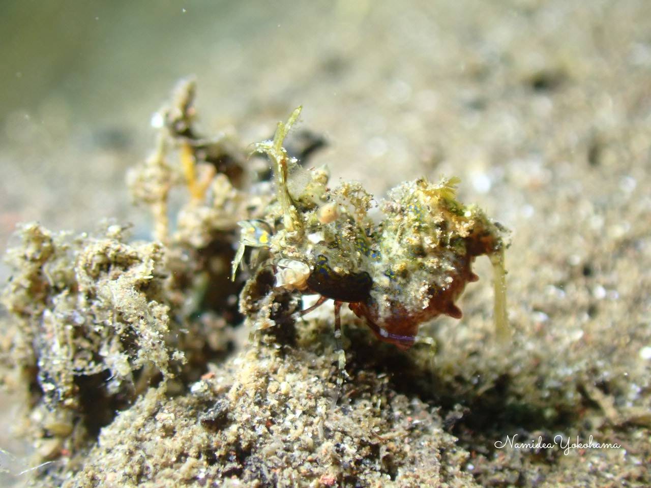 サガミツノメエビ