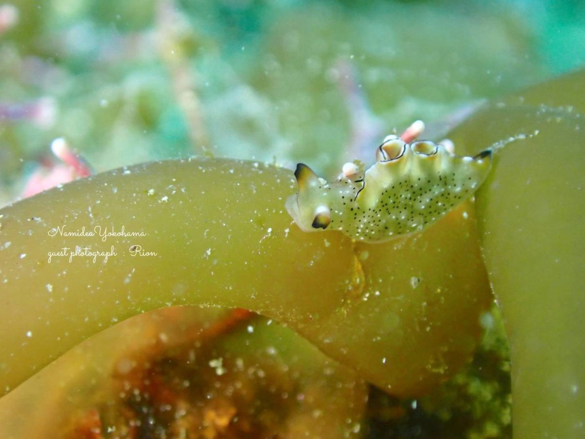 ハナミドリガイ