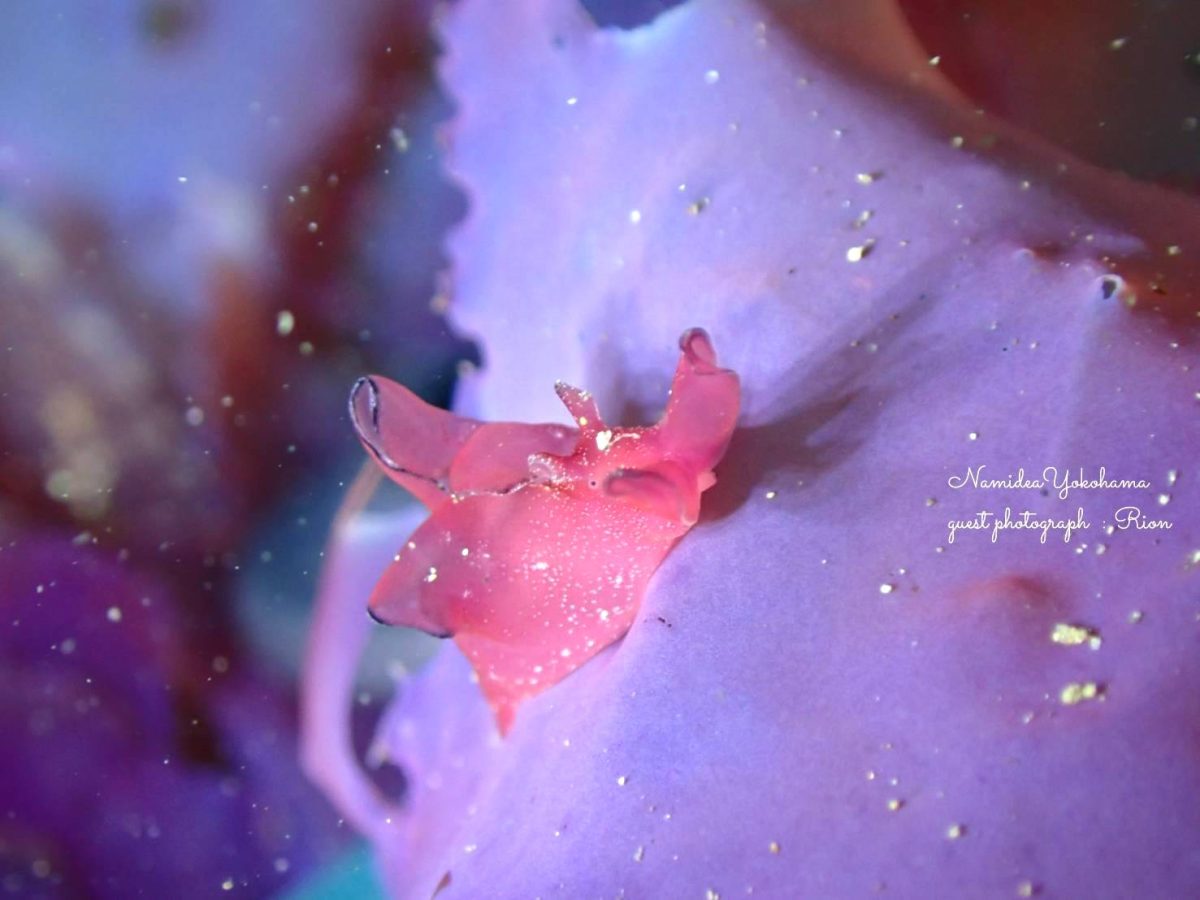 クロヘリアメフラシ