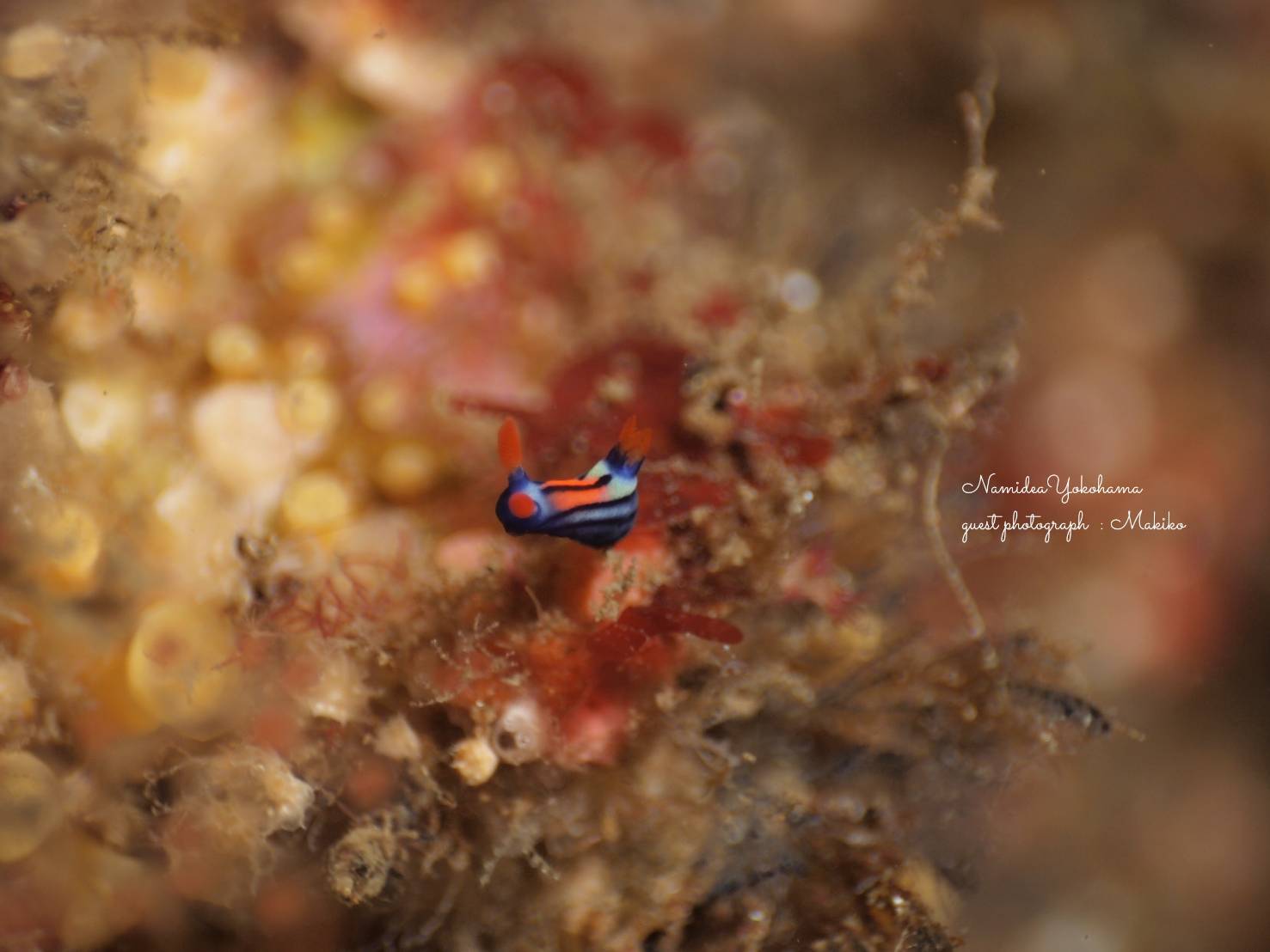 セトリュウグウウミウシ