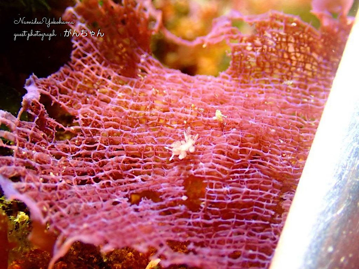 城ヶ島 ベルグウミウシ