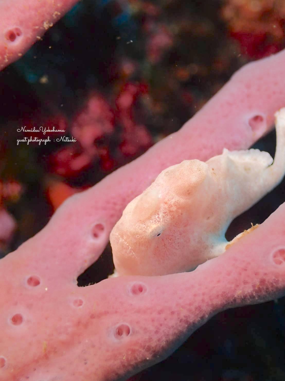 城ヶ島　岩骨　オオモンカエルアンコウ